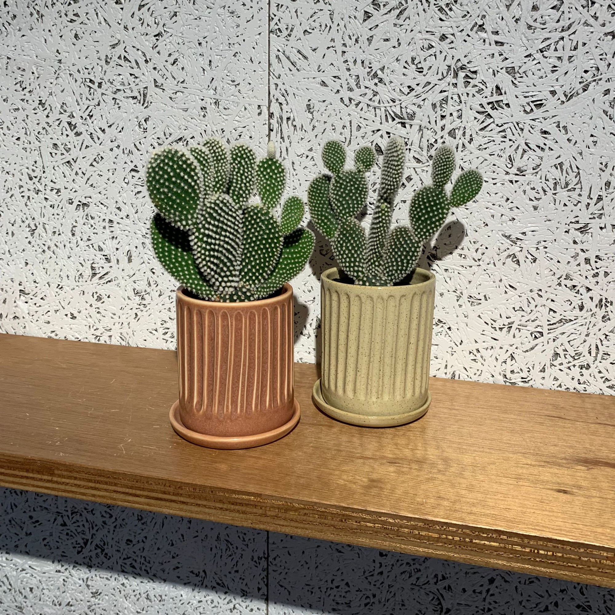 Bunny ears cactus (Opuntia microdasys) バニーカクタス
