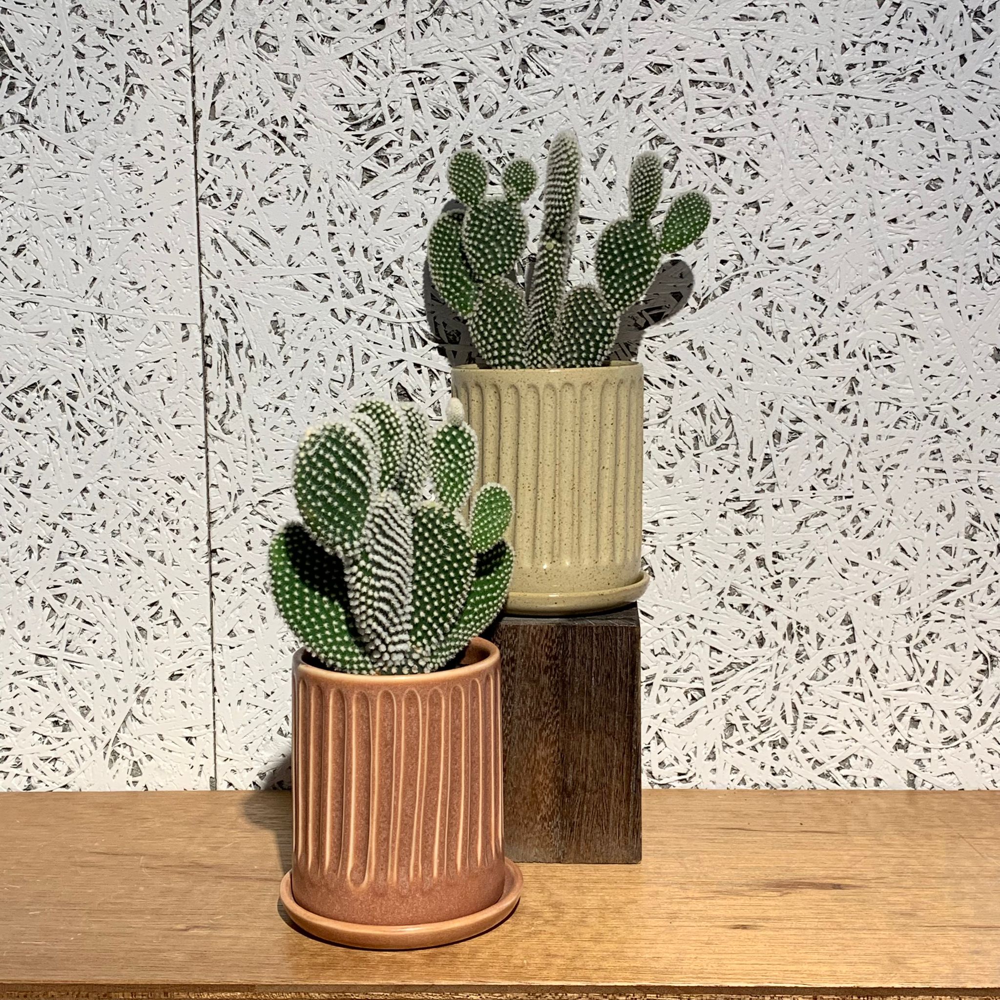 バニーカクタス I インドアプランツ I プラントソサエティトーキョー