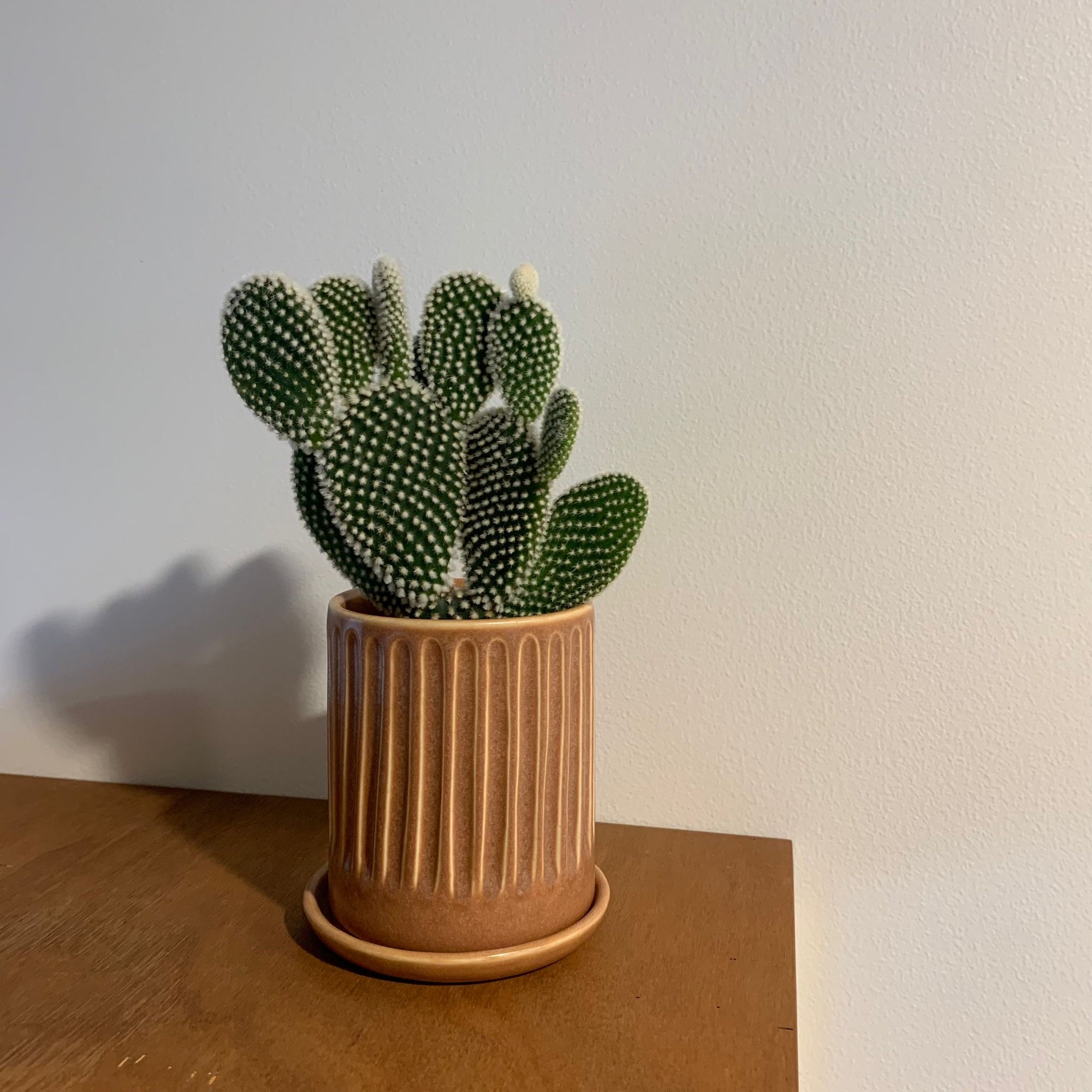 Bunny ears cactus (Opuntia microdasys) バニーカクタス