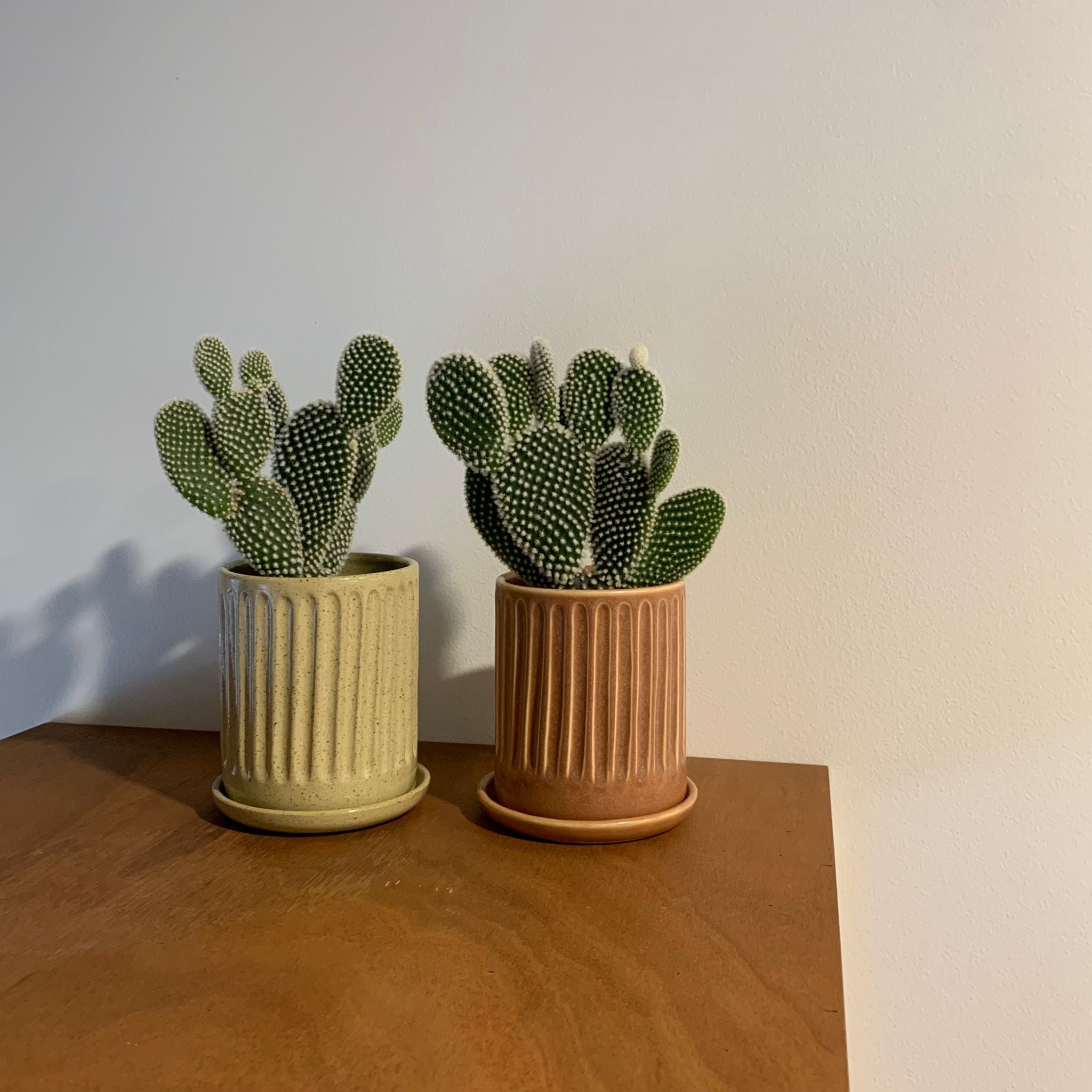 バニーカクタス I インドアプランツ I プラントソサエティトーキョー