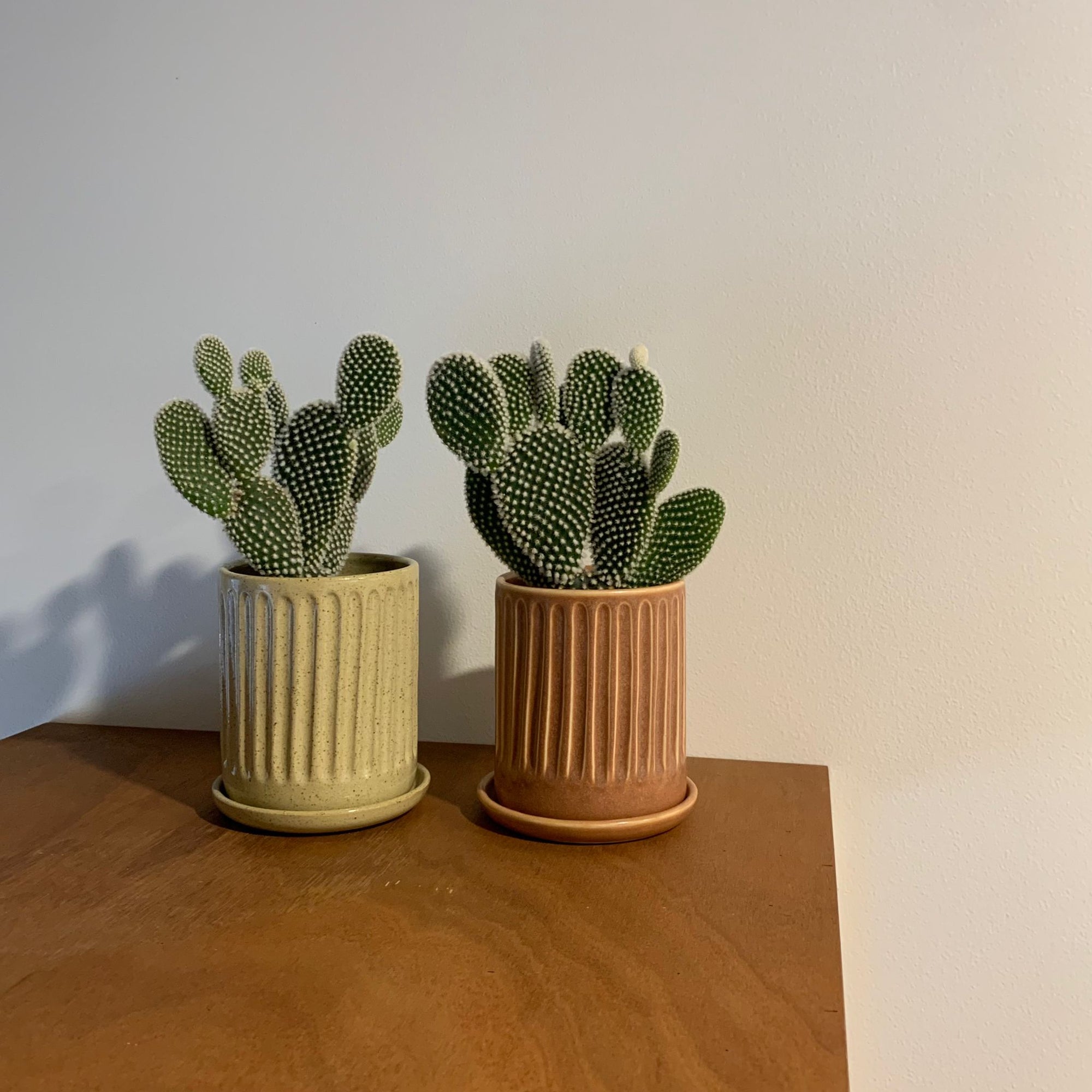 Bunny ears cactus (Opuntia microdasys) バニーカクタス