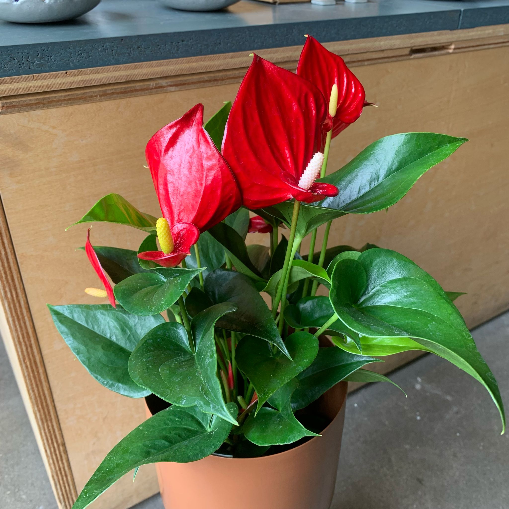 Anthurium アンスリウム I インドアプランツ I プラントソサエティ