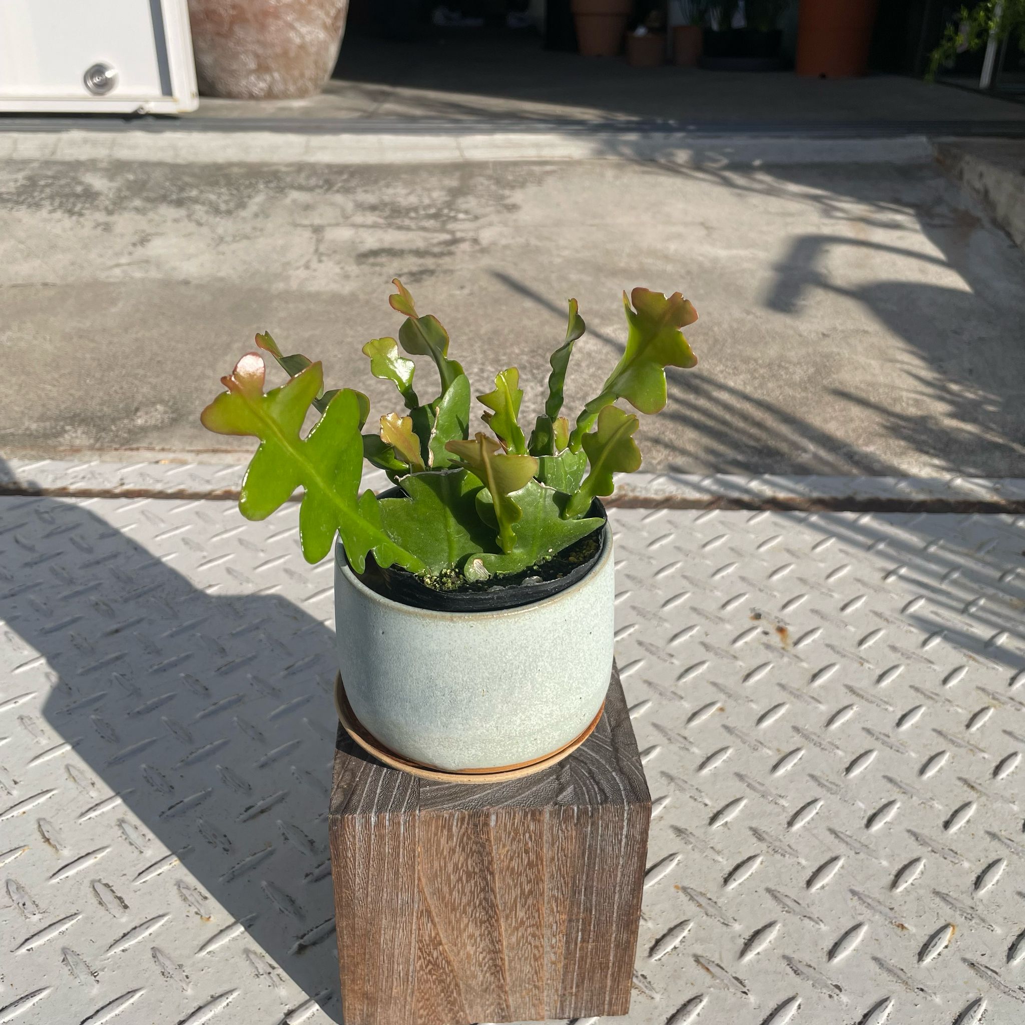 エピフィラム・クリソカルディウム （フィッシュボーンカクタス） I