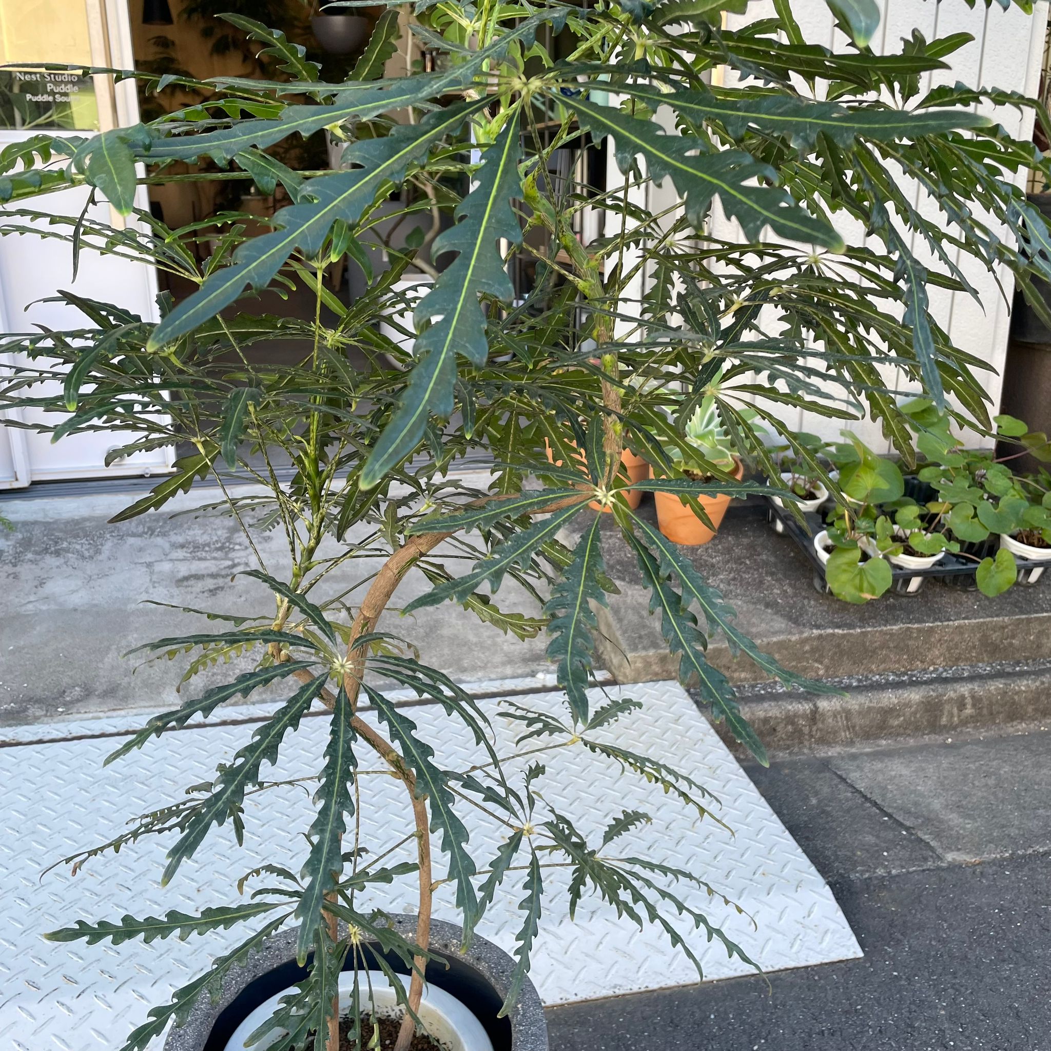 アラレヤ I インドアプランツ I プラントソサエティトーキョー