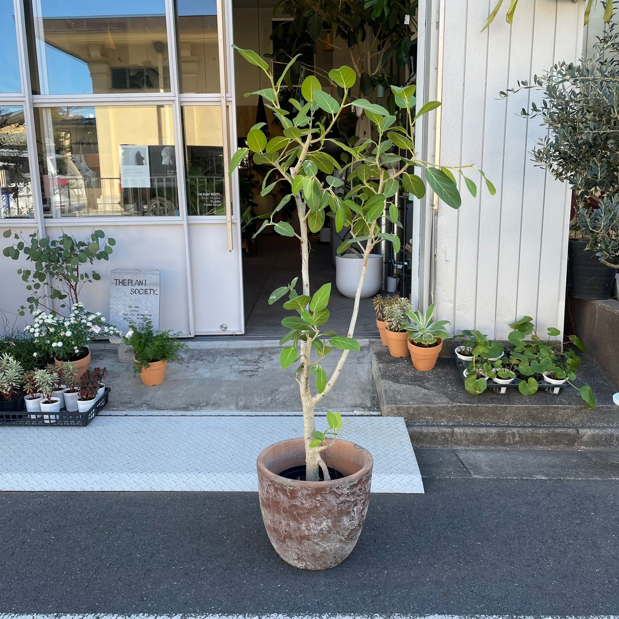 Ficus Audrey (Ficus benghalensis) フィカス  ベンガレンシス