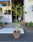 Ficus Audrey (Ficus benghalensis) フィカス  ベンガレンシス