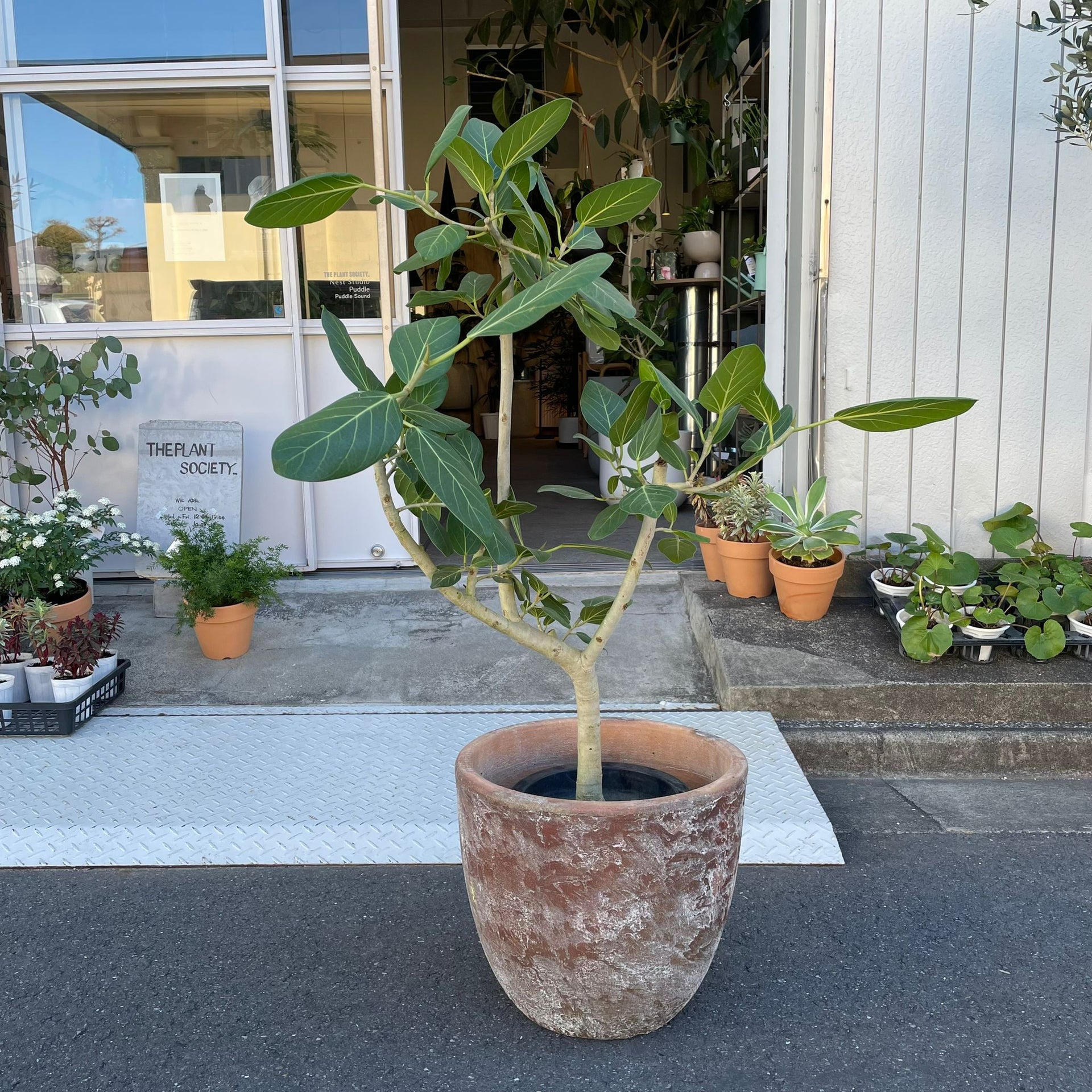 激レア フィカス パンダガジュマル 斑入り 希少 レア 観葉植物 白 