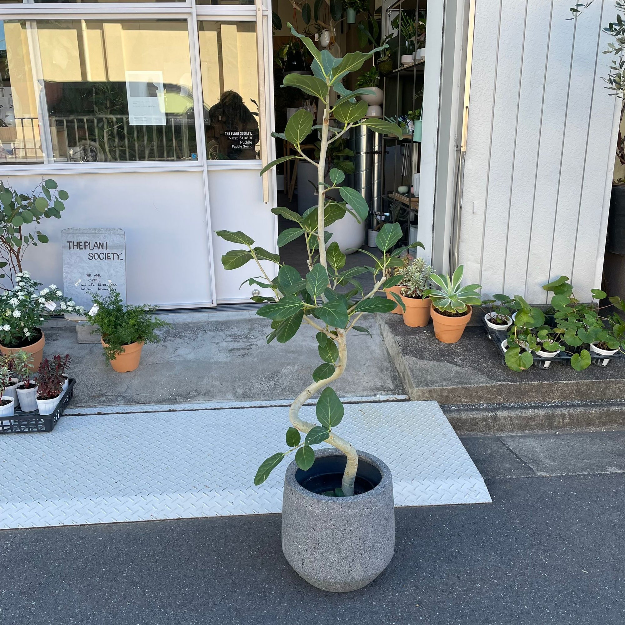 Ficus Audrey (Ficus benghalensis) フィカス  ベンガレンシス