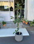 Ficus Audrey (Ficus benghalensis) フィカス  ベンガレンシス