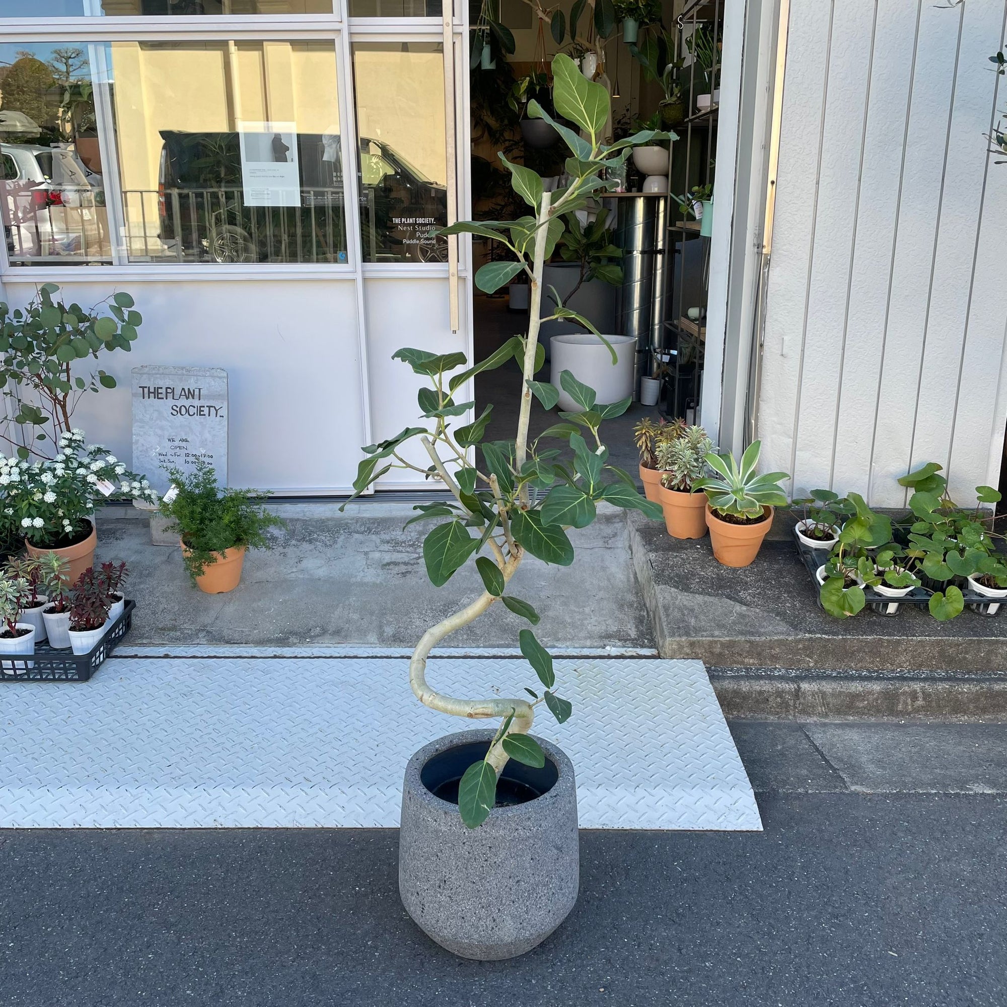 Ficus Audrey (Ficus benghalensis) フィカス  ベンガレンシス