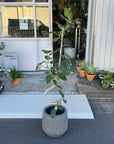 Ficus Audrey (Ficus benghalensis) フィカス  ベンガレンシス