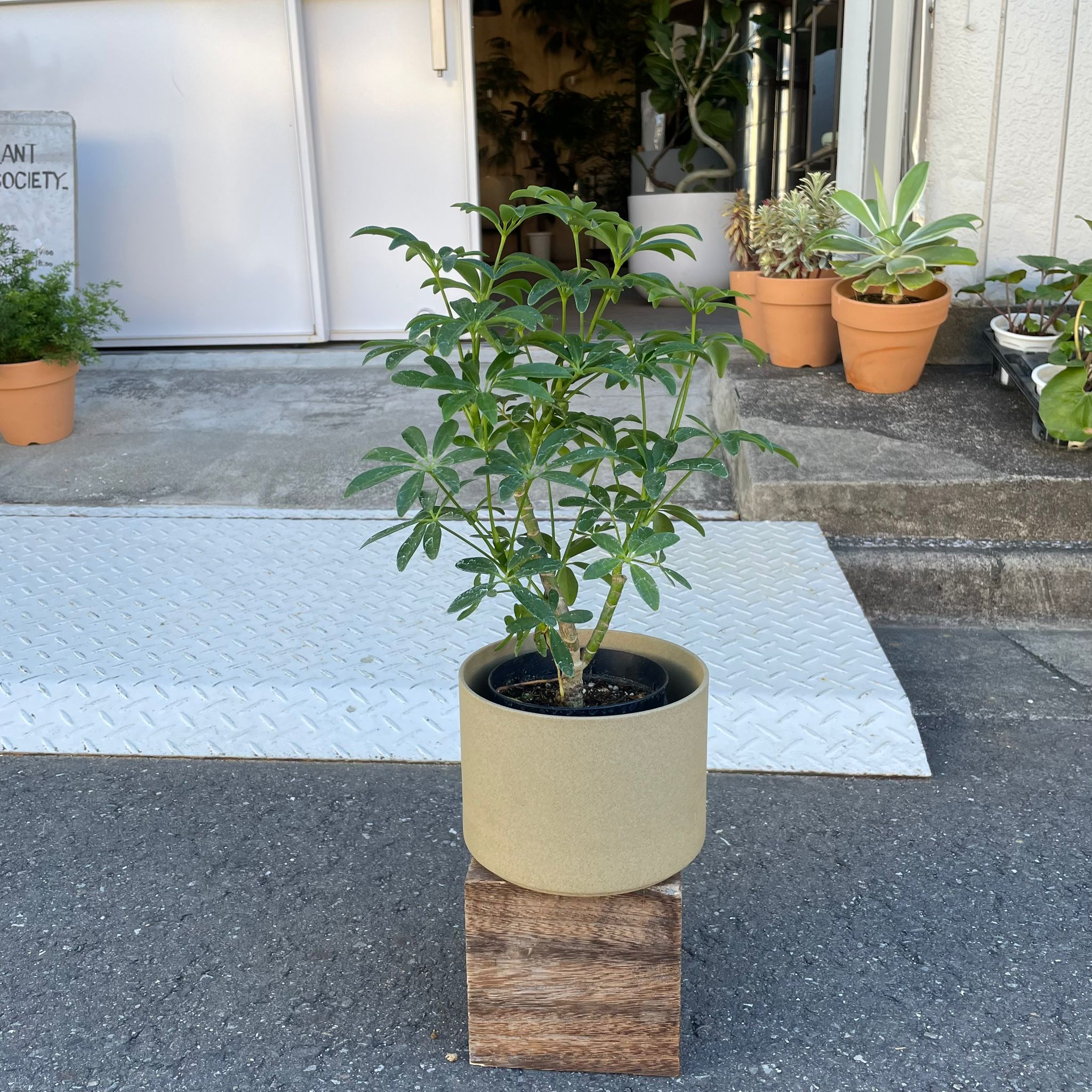 Dwarf Umbrella Tree Assort シェフレラ I インドアプランツ I