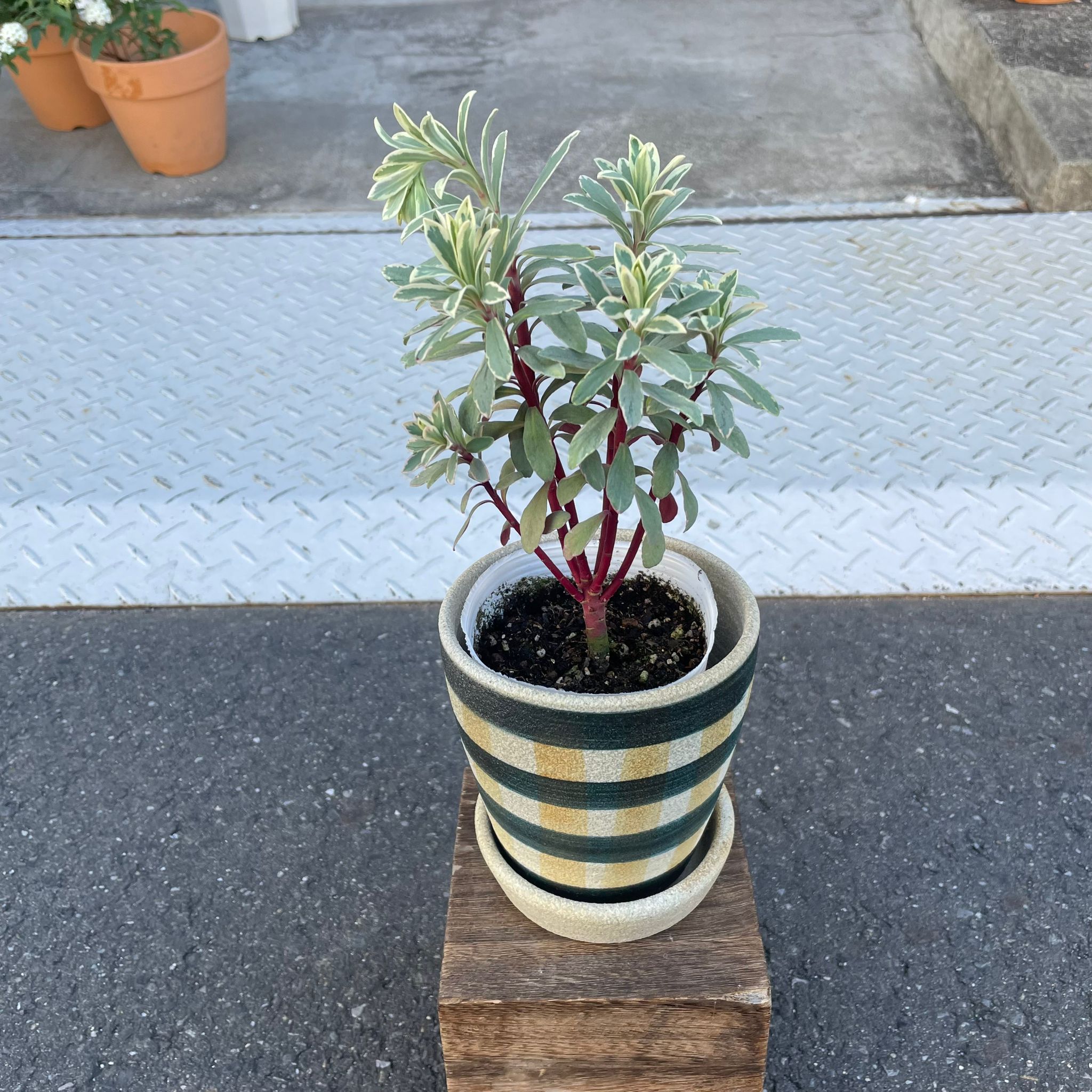 The_Plant_Society_1033.jpg?v=