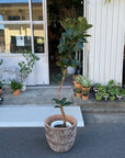 Ficus Sofia フィカス ソフィア