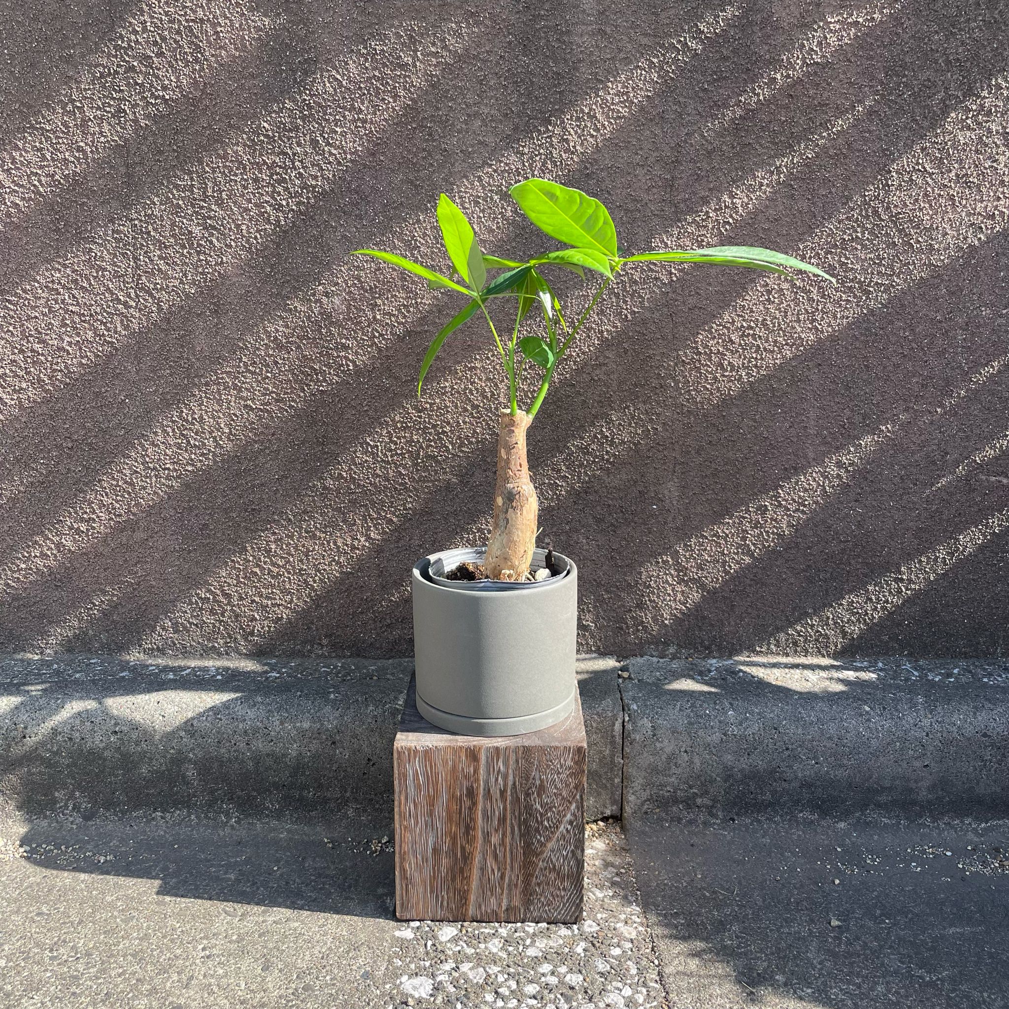 パキラ I インドアプランツ I プラントソサエティトーキョー