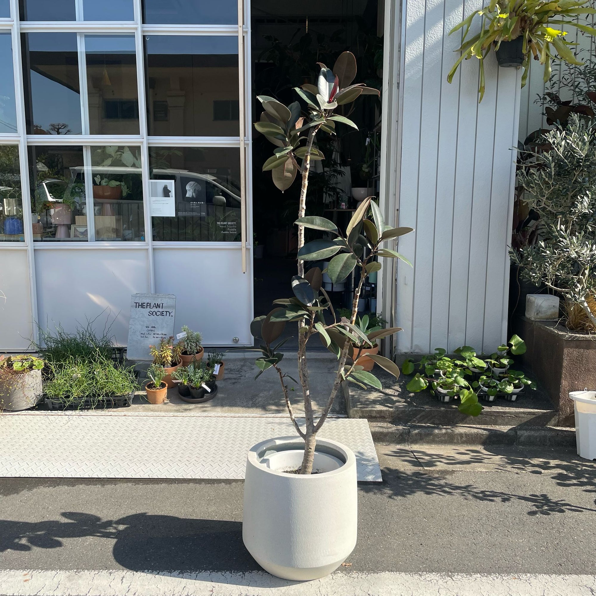 Rubber Plant (Ficus elastica &#39;Burgundy&#39;)フィカス バーガンディ