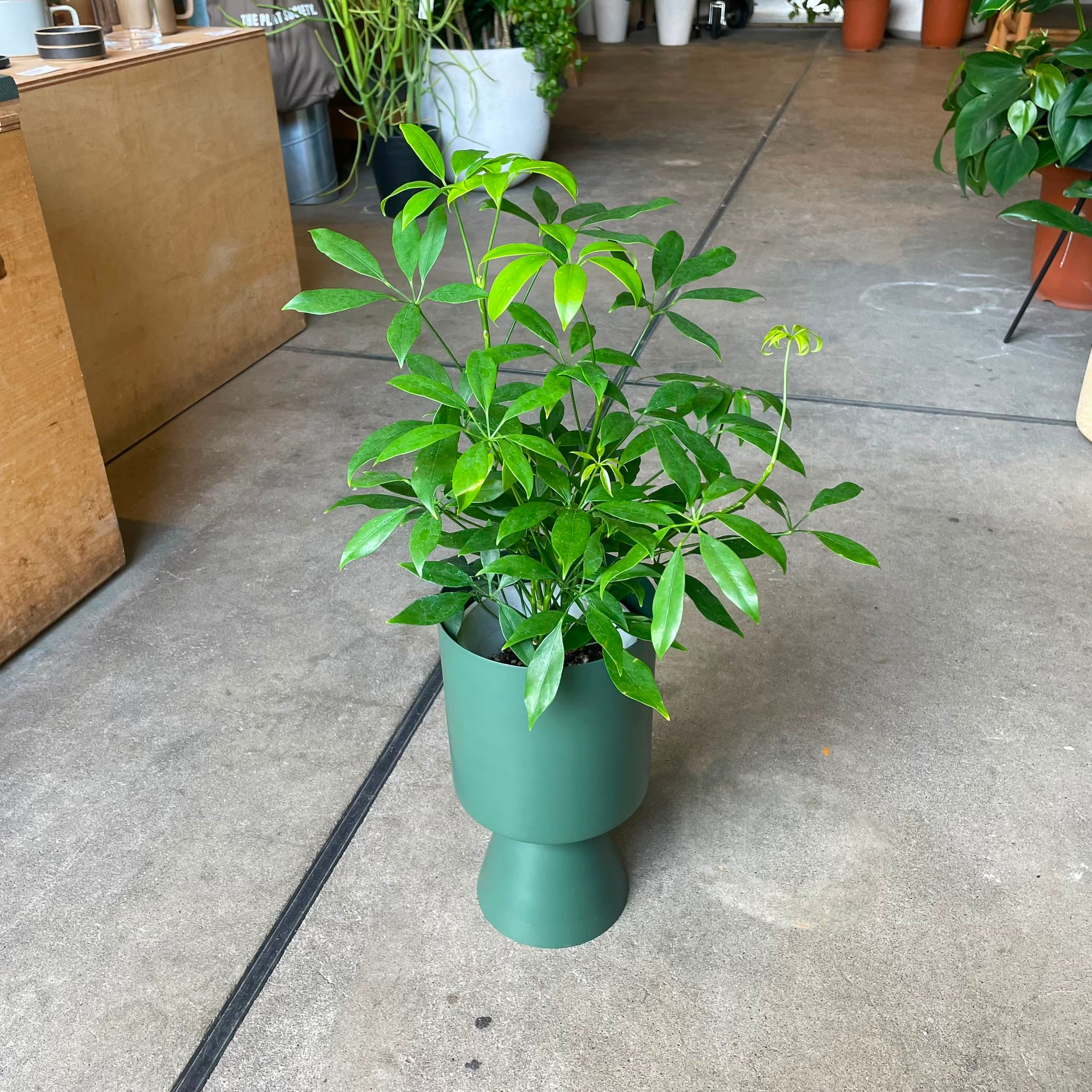 Dwarf Umbrella Tree Assort シェフレラ