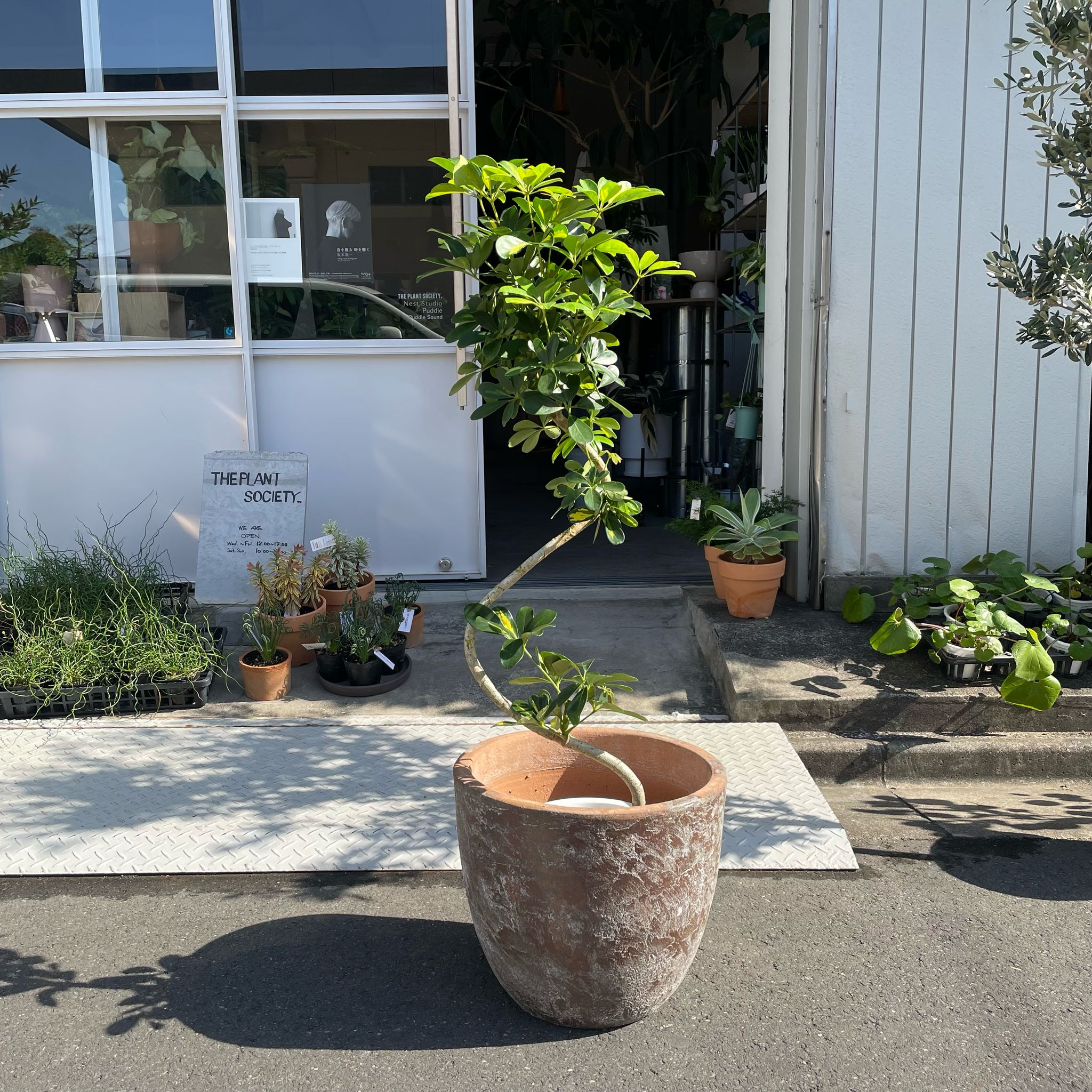 シェフレラ ホンコンカポック 斑入り I インドアプランツ I プラント