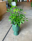 Dwarf Umbrella Tree Assort シェフレラ