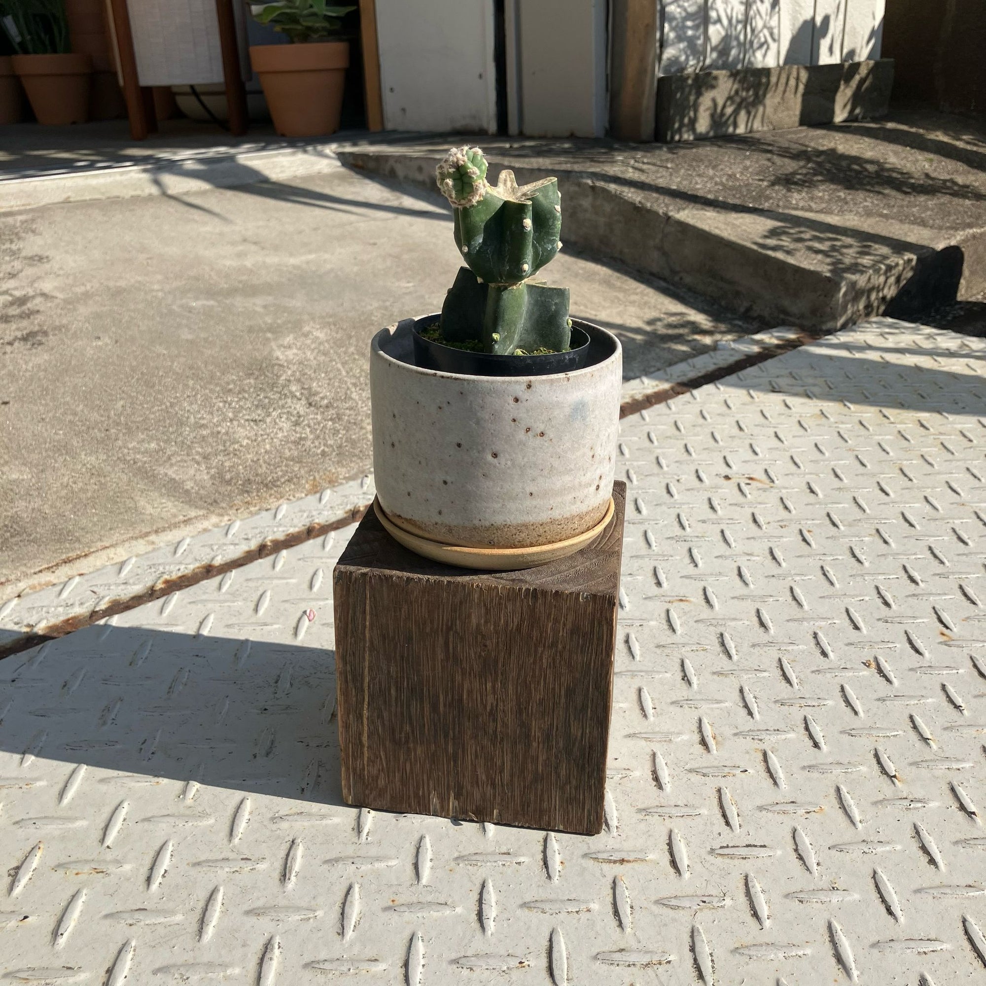 柱サボテン