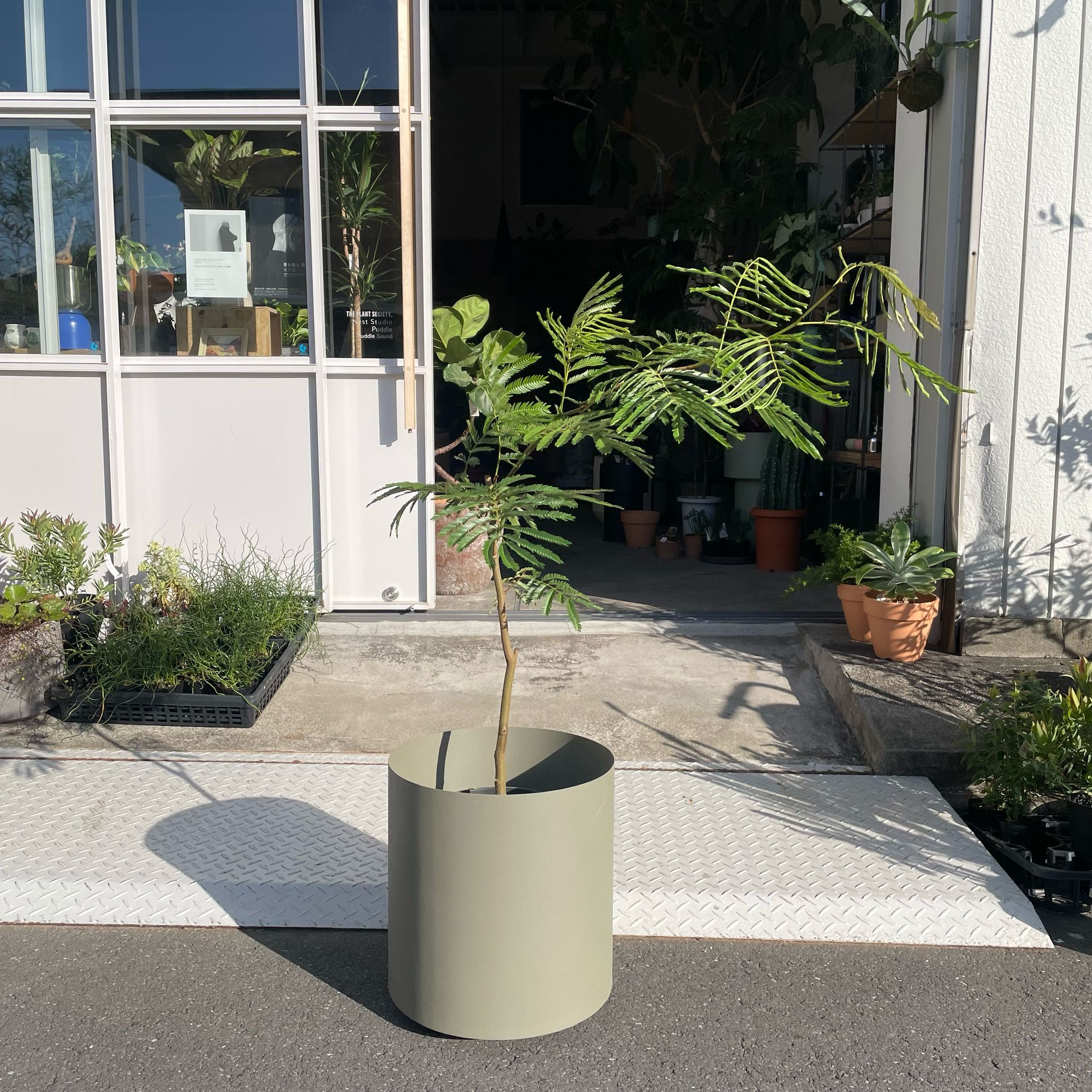 エバーフレッシュ 151cm8号 S-shaped tree form エバーフレッシュ 141cm 8号 S-shaped tree form - メルカリ