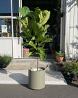 Fiddle Leaf Fig フィドル リーフ フィグ (カシワバゴムノキ)
