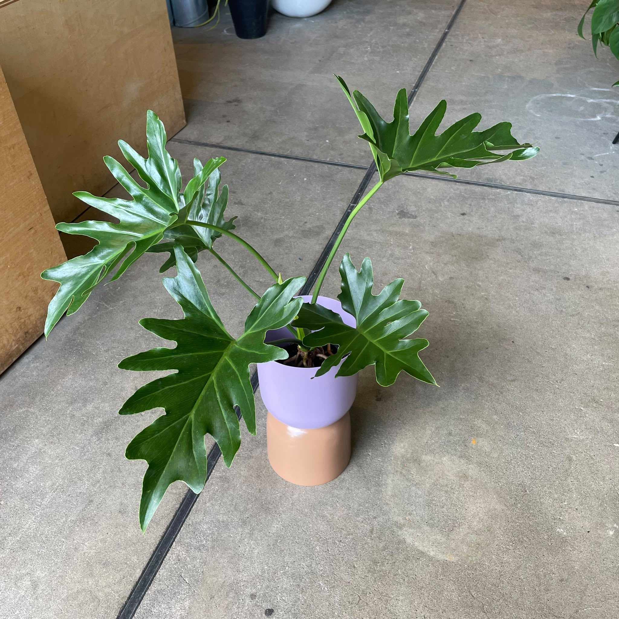 Philodendron 'Selloum' フィロデンドロン セローム – THE PLANT