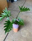 Philodendron 'Selloum' フィロデンドロン セローム