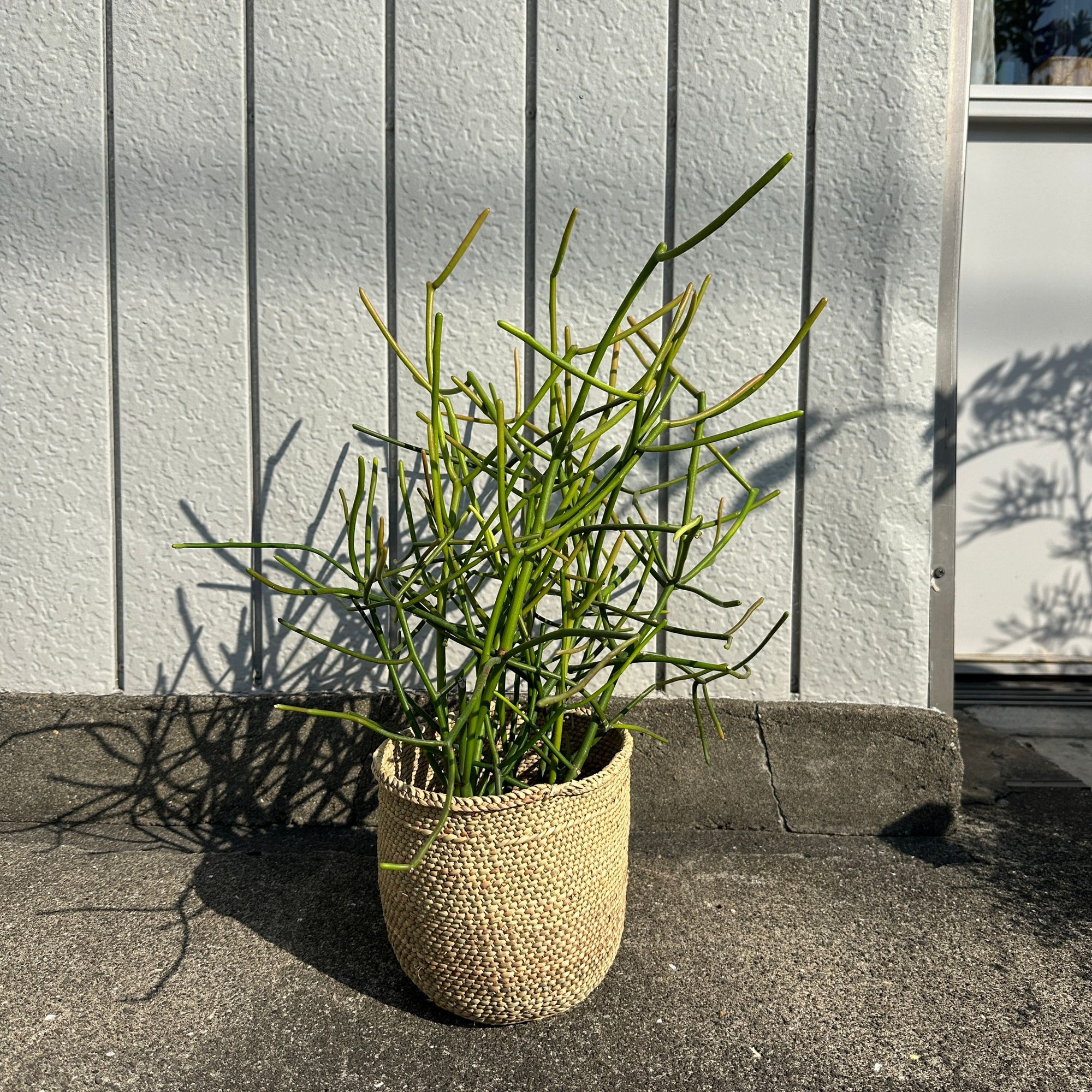 Euphorbia Tirucalli ‘Sticks on Fire’ ユーフォルビア ミルクブッシュ 'スティック オン ファイヤー'