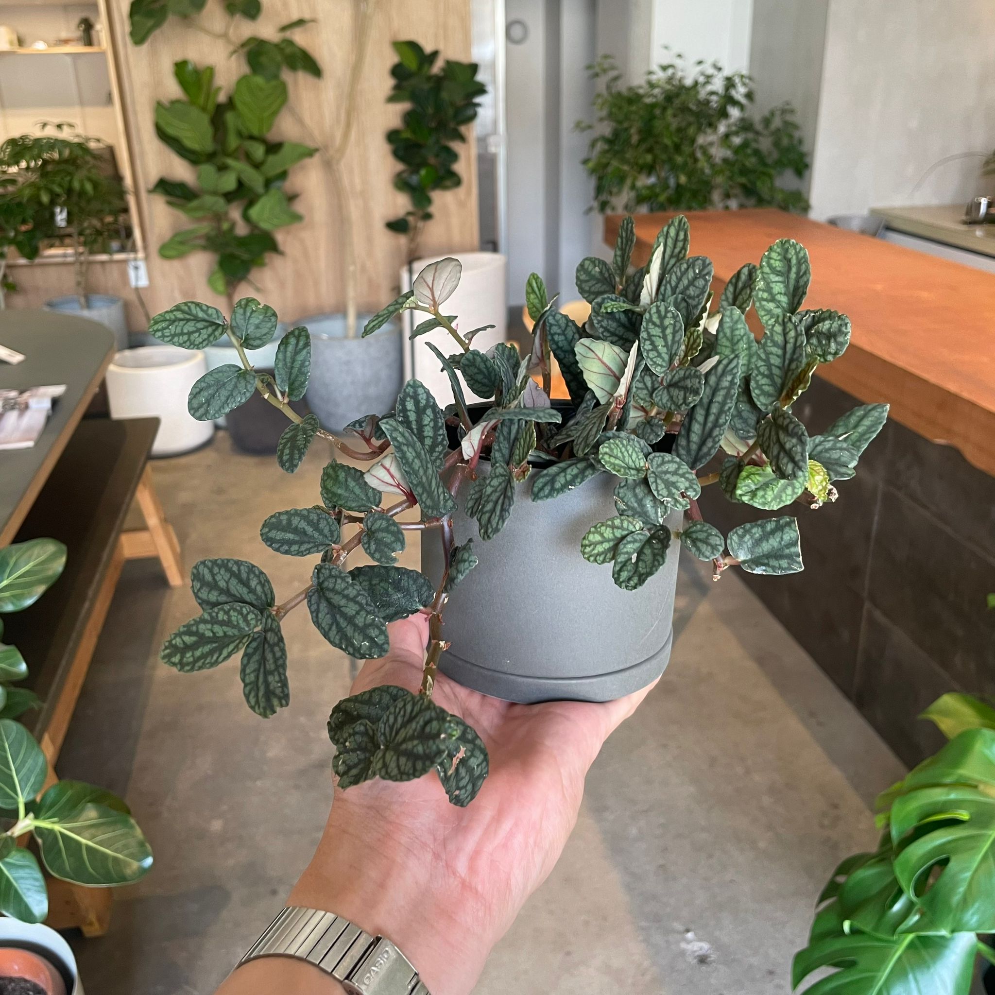 ペリオネア プルクラ I インドアプランツ I プラントソサエティ