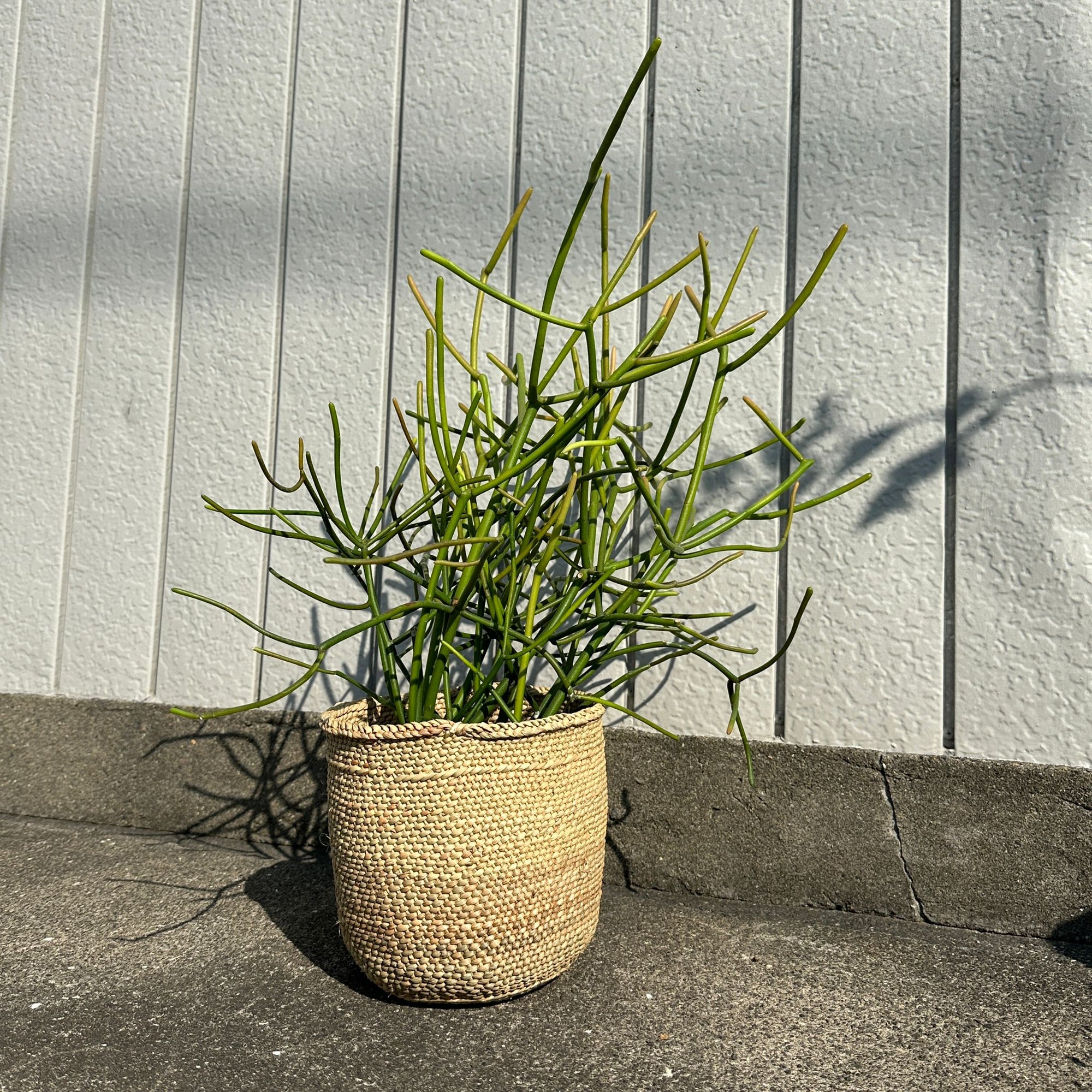 Euphorbia Tirucalli ‘Sticks on Fire’ ユーフォルビア ミルクブッシュ 'スティック オン ファイヤー'