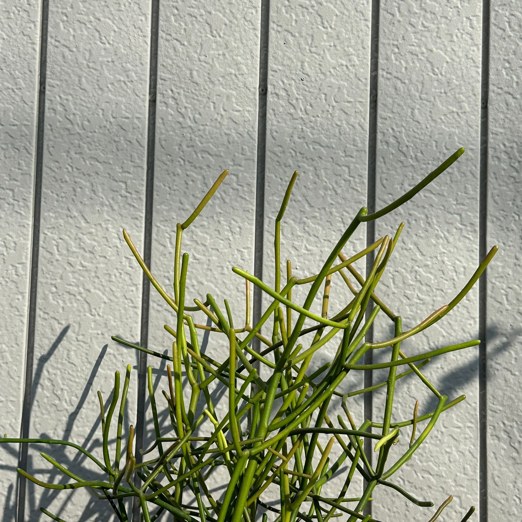 Euphorbia Tirucalli ‘Sticks on Fire’ ユーフォルビア ミルクブッシュ 'スティック オン ファイヤー'