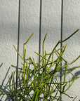 Euphorbia Tirucalli ‘Sticks on Fire’ ユーフォルビア ミルクブッシュ 'スティック オン ファイヤー'