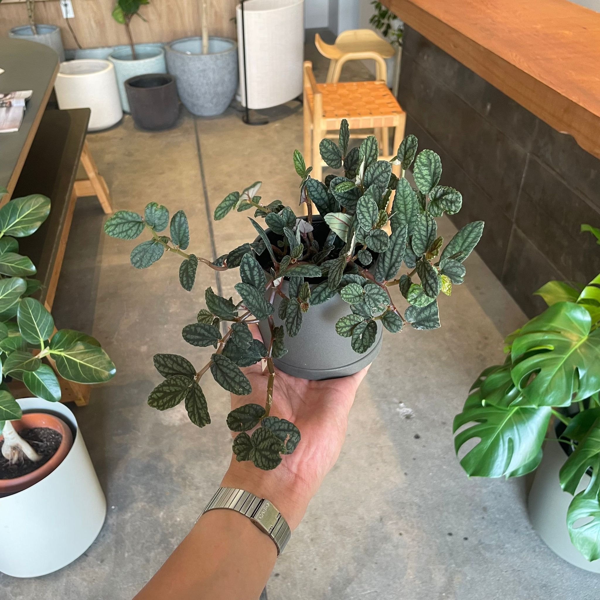 ペリオネア プルクラ I インドアプランツ I プラントソサエティ