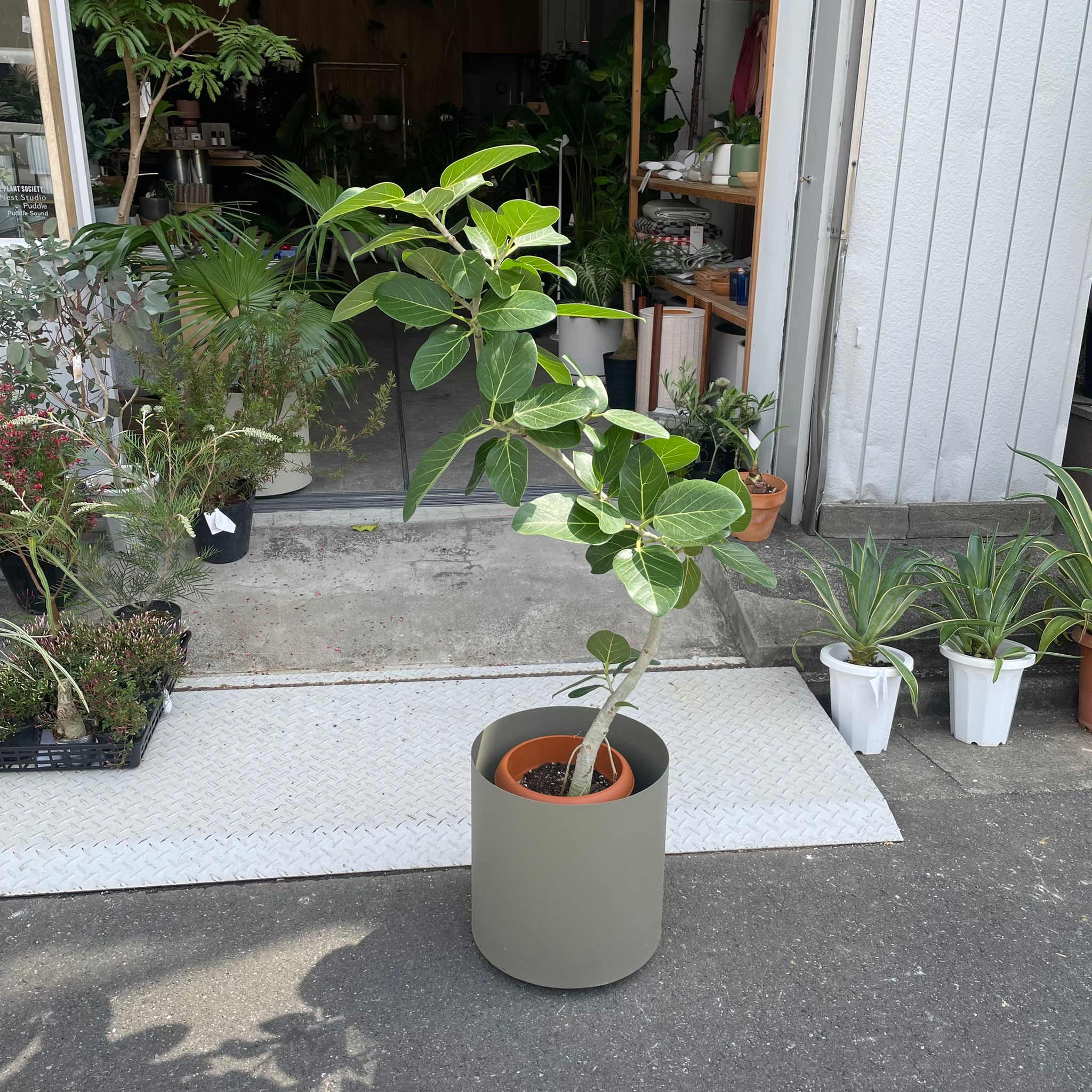 Ficus Audrey (Ficus benghalensis) フィカス ベンガレンシス I