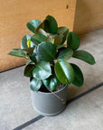 Rubber Plant (Ficus elastica 'Burgundy')フィカス バーガンディ