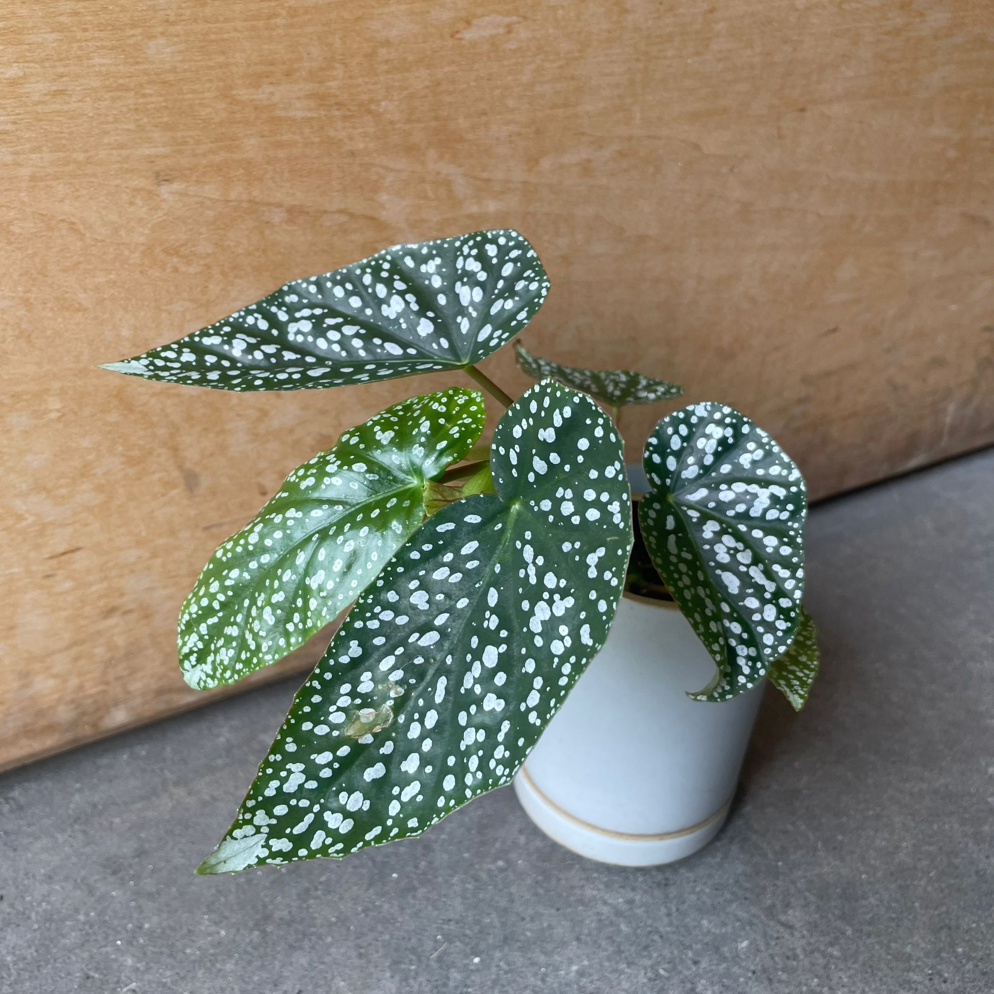 ベゴニア ホワイトアイス I インドアプランツ I プラントソサエティ