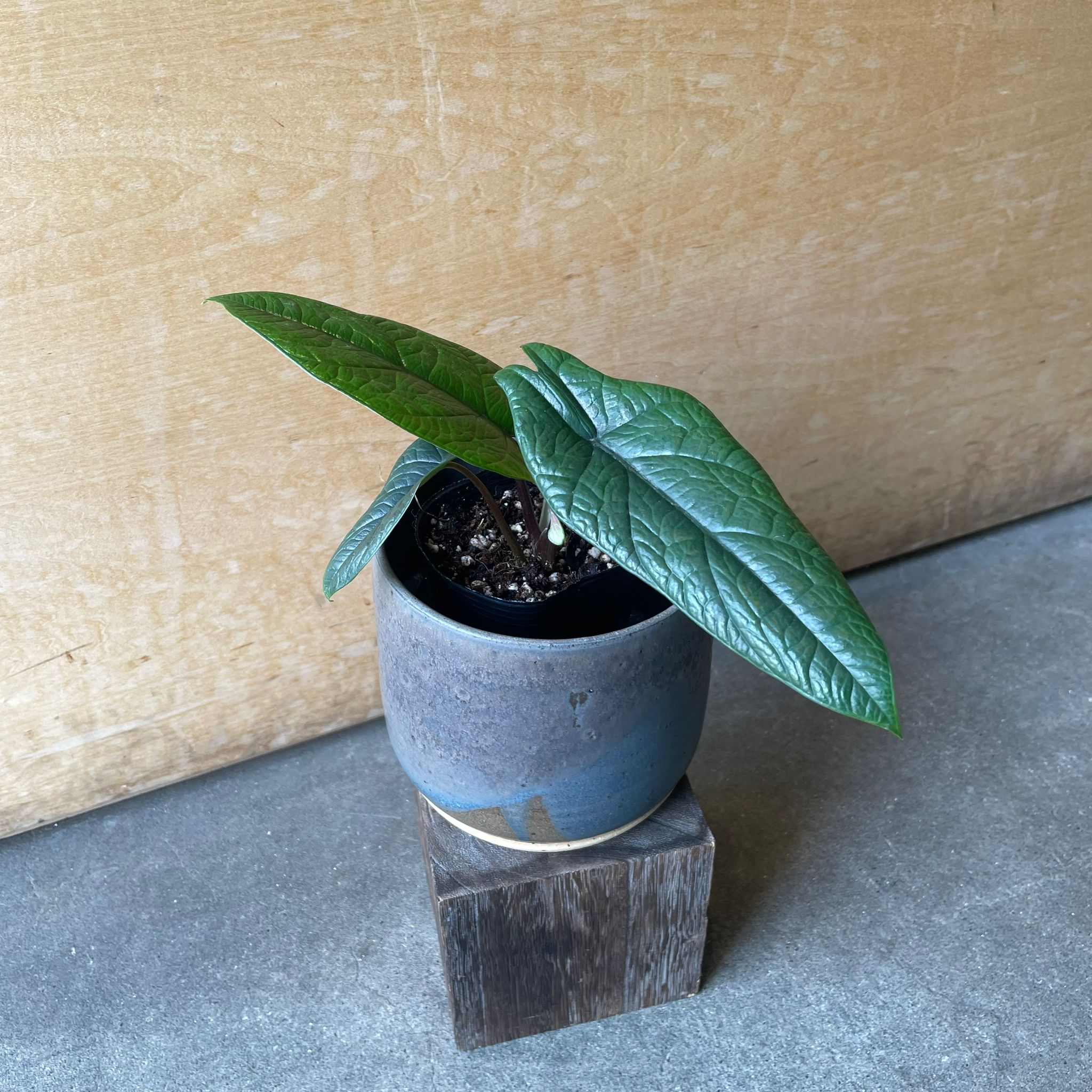 Alocasia 'Sculptrum' アロカシア スカルプラム I インドアプランツ I