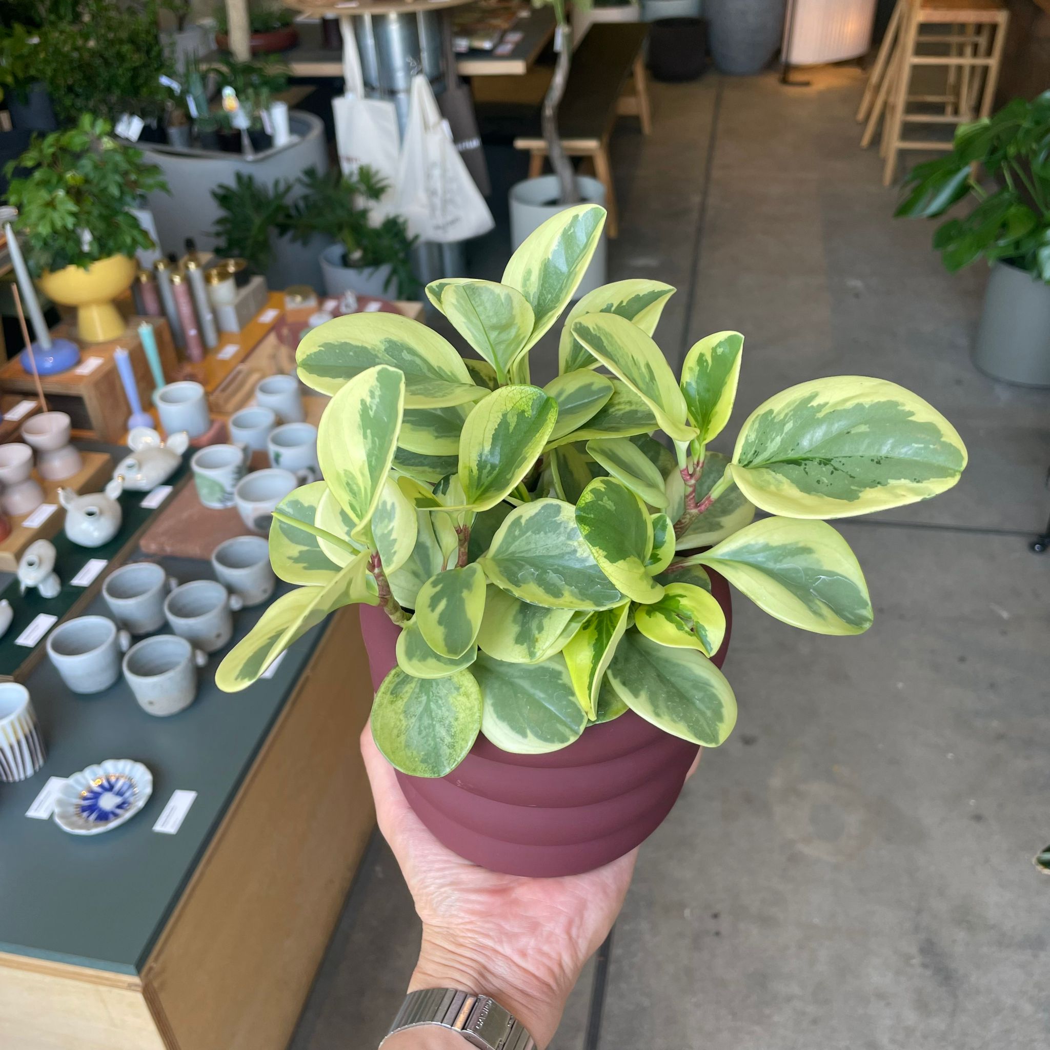 ペペロミア・グリーン I インドアプランツ I プラントソサエティ