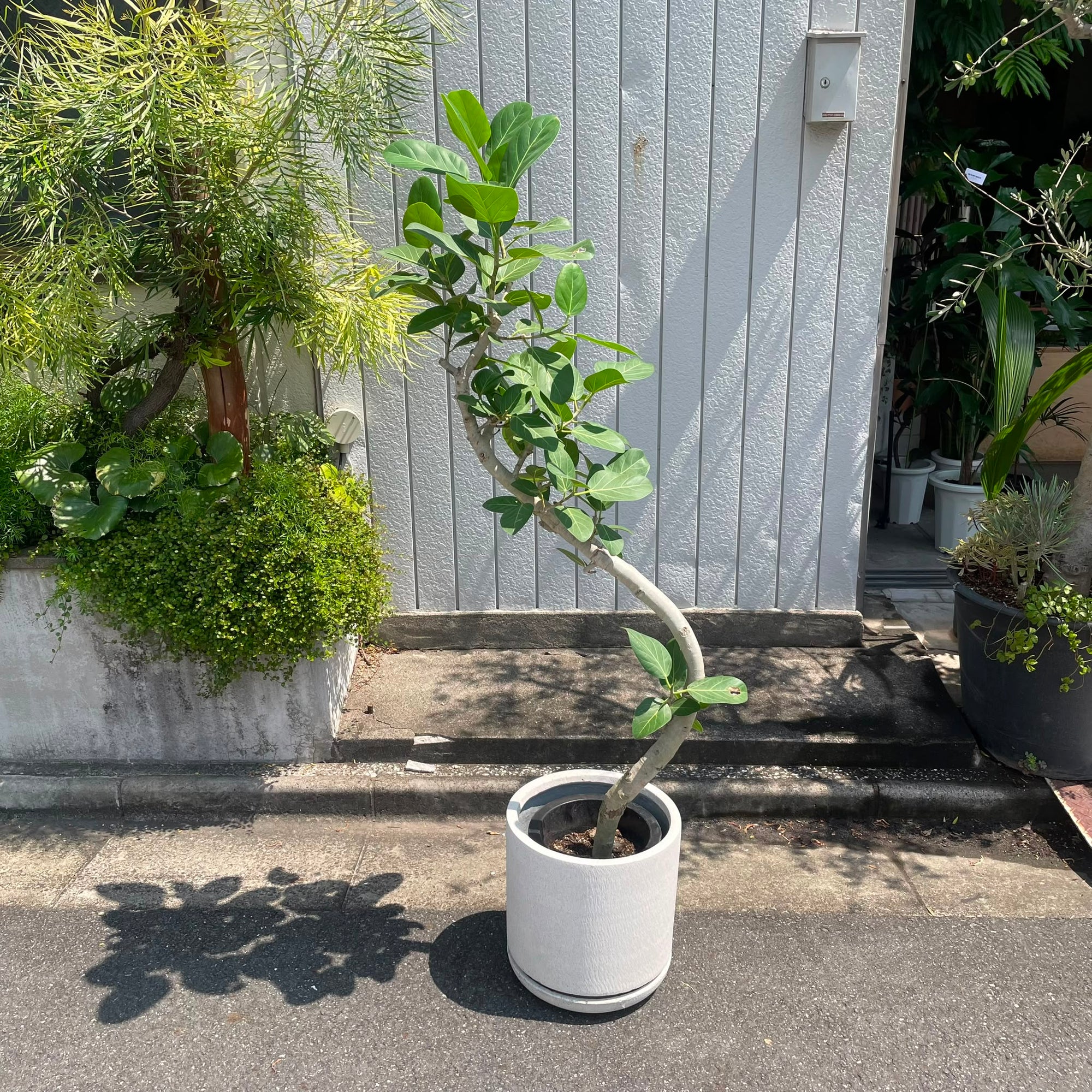 Ficus Audrey (Ficus benghalensis) フィカス  ベンガレンシス