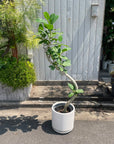 Ficus Audrey (Ficus benghalensis) フィカス  ベンガレンシス