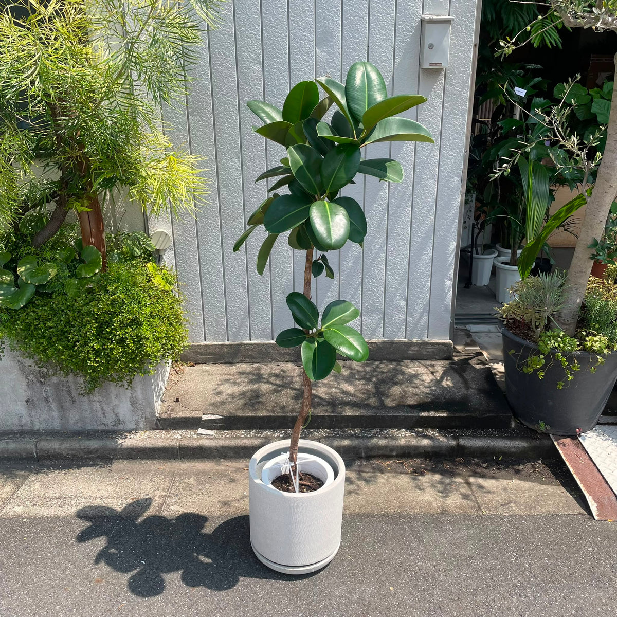 Ficus Sofia フィカス ソフィア