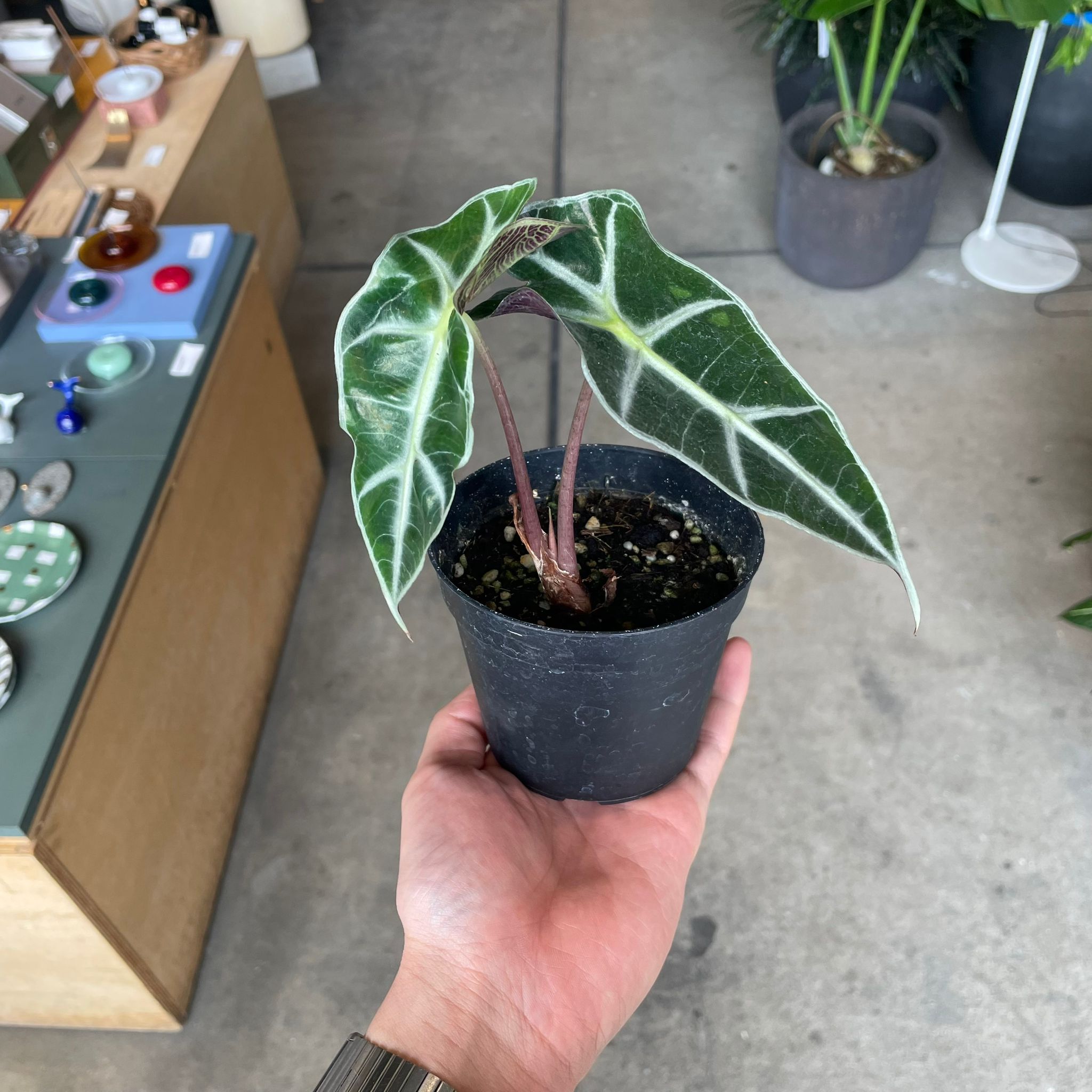 アロカシア I 観葉植物 インドアプランツ I プラントソサエティ