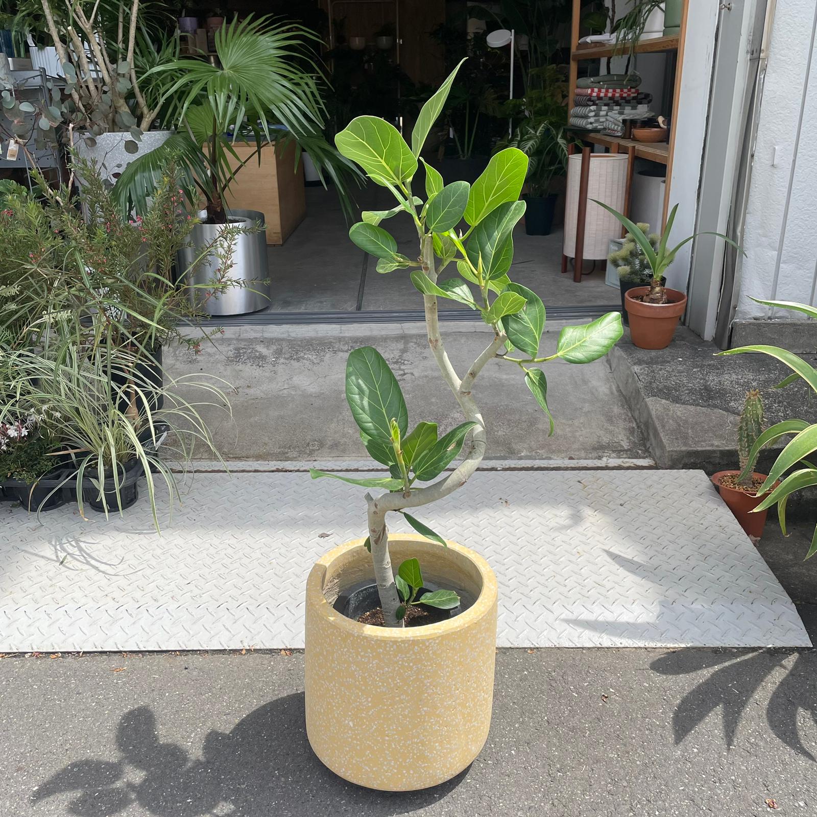 Ficus Audrey (Ficus benghalensis) フィカス ベンガレンシス I