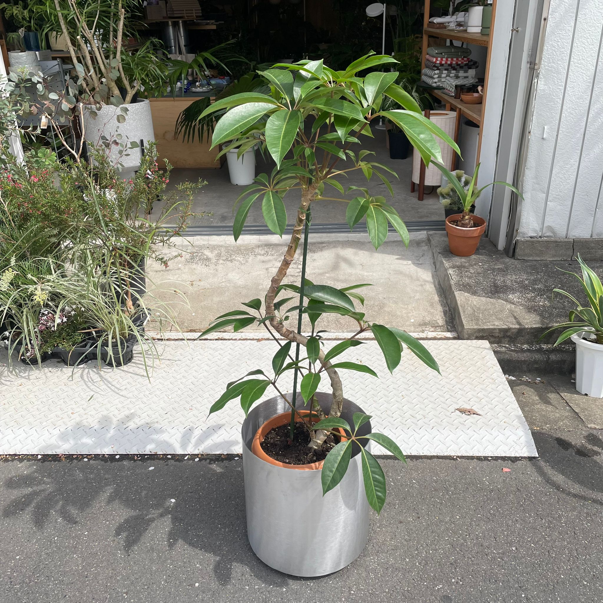 観葉植物 ツピタンサス 180cm ツピタンサス – LIVE リブ 観葉植物のサブスクレンタル