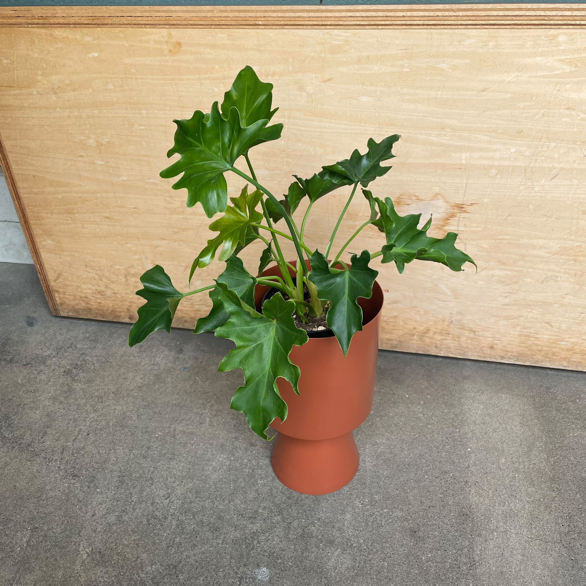 Philodendron 'Selloum' フィロデンドロン セローム – THE PLANT