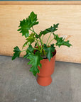 Philodendron 'Selloum' フィロデンドロン セローム