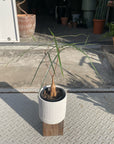 ボトルツリー (ブラキキトン)　細葉