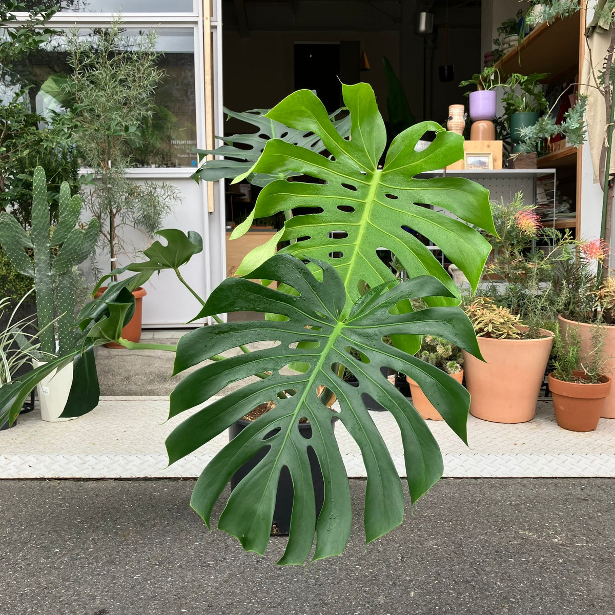 Fruit Salad Plant (Monstera deliciosa)  モンステラ デリシオーサ