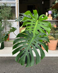 Fruit Salad Plant (Monstera deliciosa)  モンステラ デリシオーサ